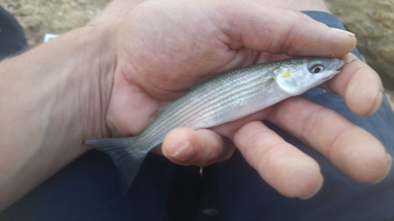 Liza aurata - golden grey mullet