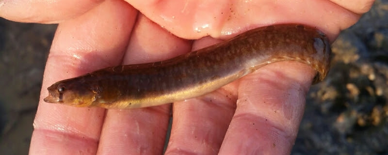 NL botervis (pholis gunnellus)