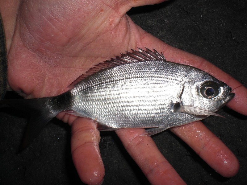 Oblada melanura - saddled seabream