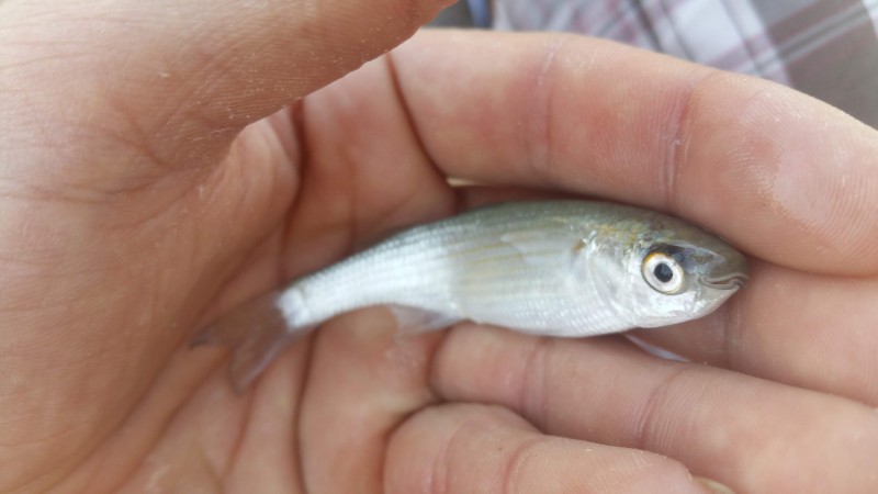 Oedalechilus labeo - boxlip mullet