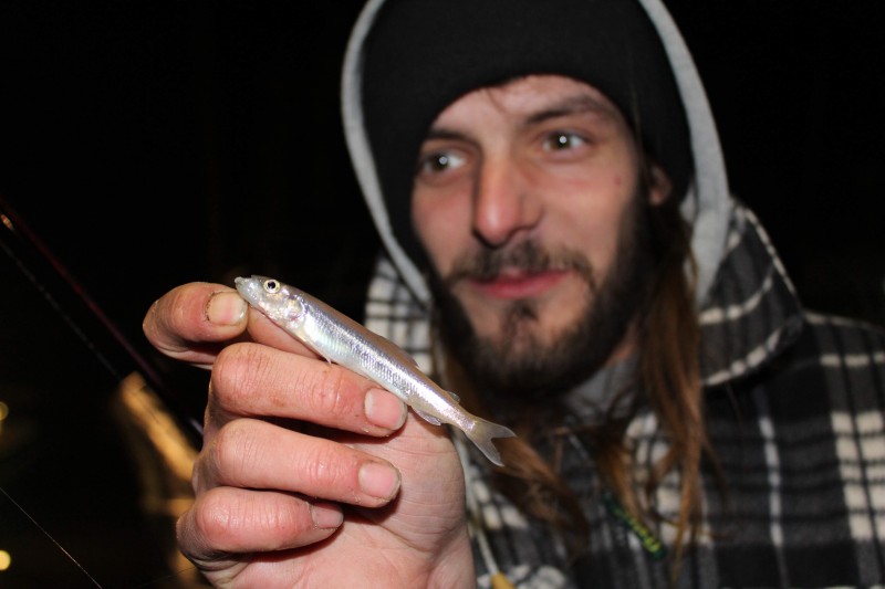 Osmerus eperlanus - european smelt