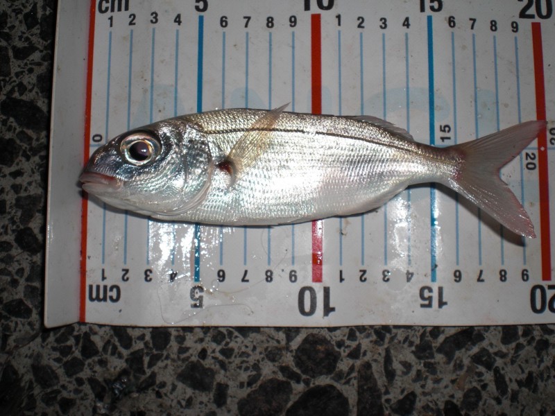 Pagellus acarne - axillary seabream