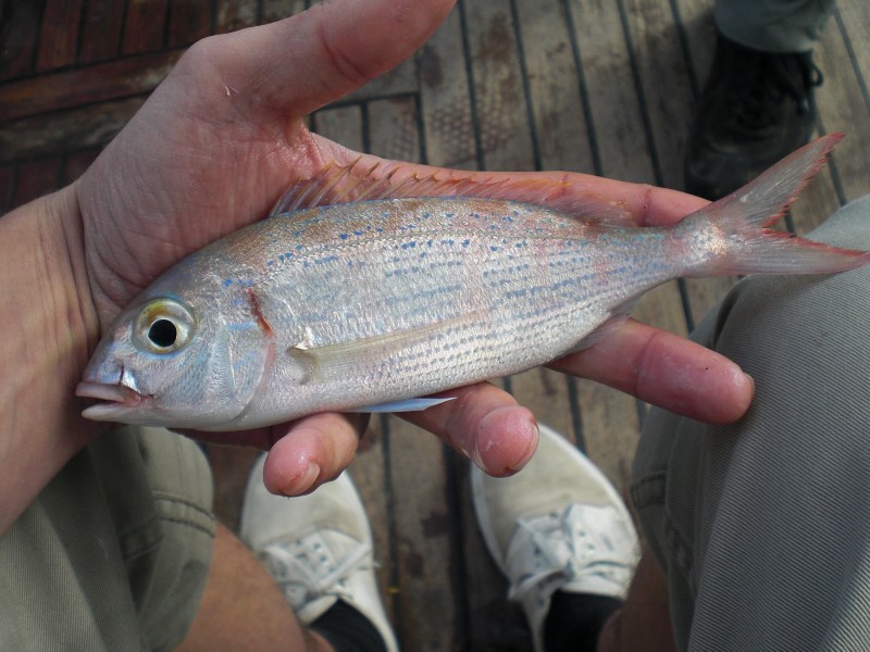 Pagellus erythrinus - common pandora