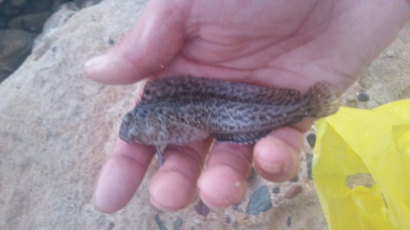 Parablennius sanguinolentus - rusty blenny