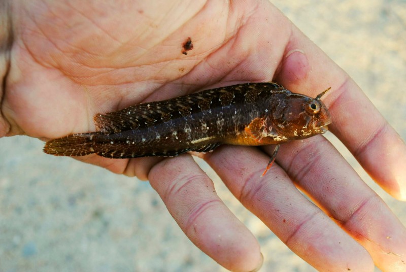 Parablennius tentacularis - tentacled blenny