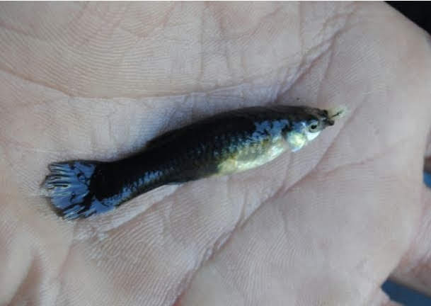 Poecilia reticulata - guppy