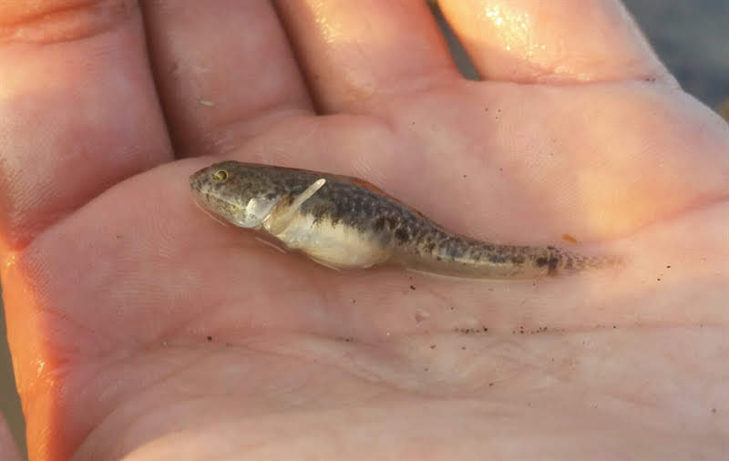 Pomatochistus microps - common goby