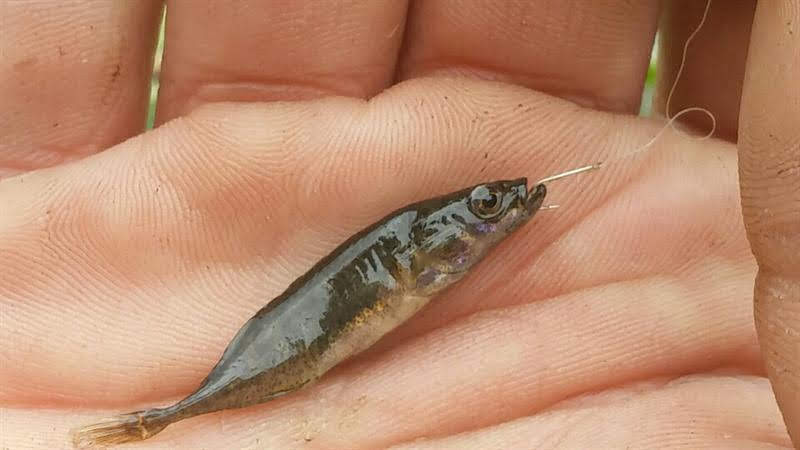 Pungitus pungitus - ninespine stickleback