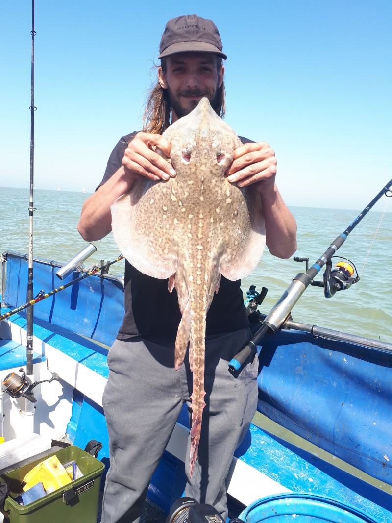 Raja clavata - thornback ray