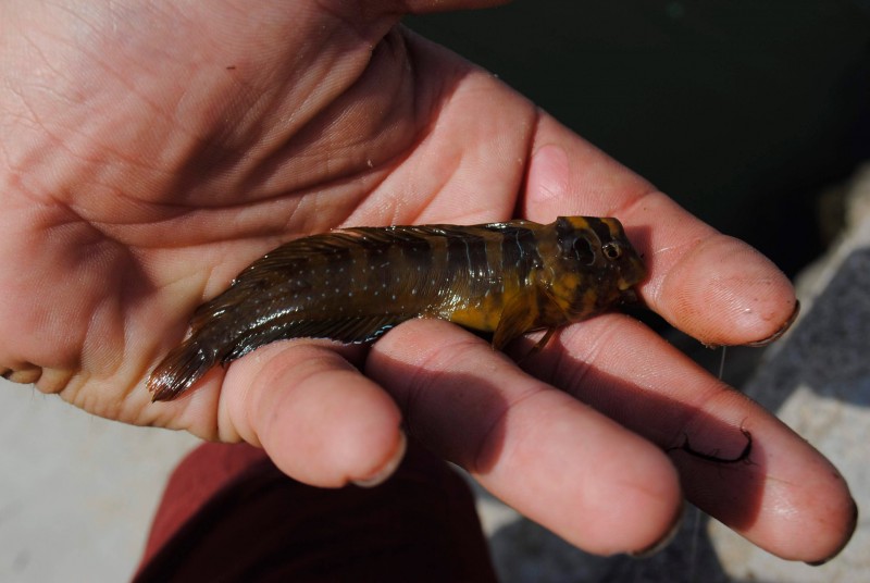 Salaria pavo - peacock blenny