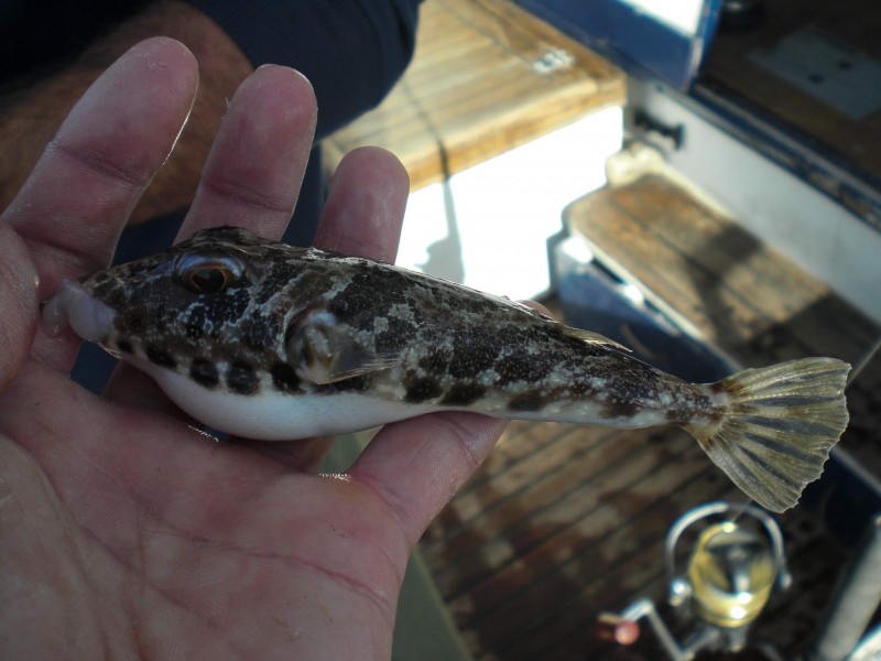 Sphoeroides marmoratus - genuine puffer