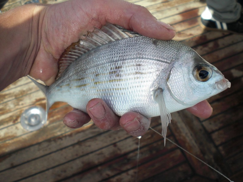 Spondyliosoma cantharus - black seabream