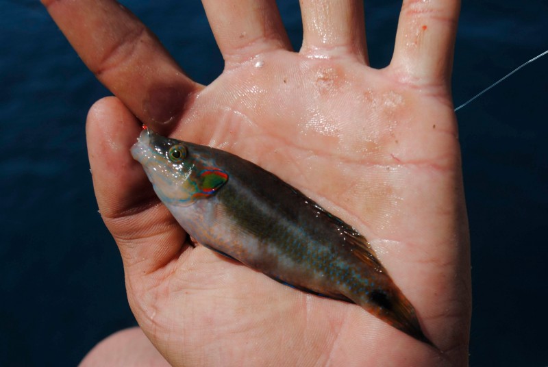 Symphodus occelatus - occelated wrasse