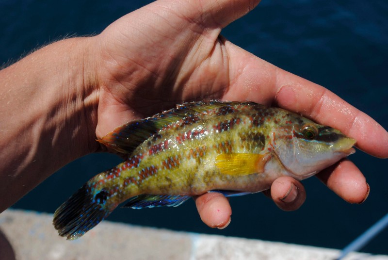 Symphodus tinca - east atlantic peacock wrasse