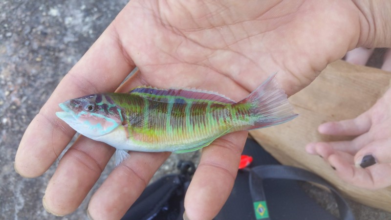 Thalassoma pavo - ornate wrasse