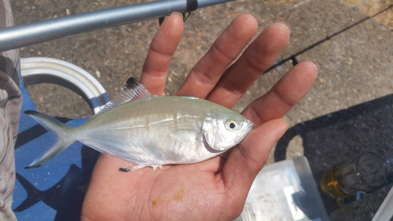 Trachinotus ovatus - pompano