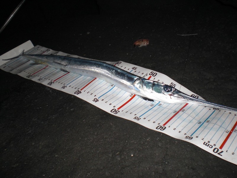 Tylosurus acus imperialis - canary needlefish