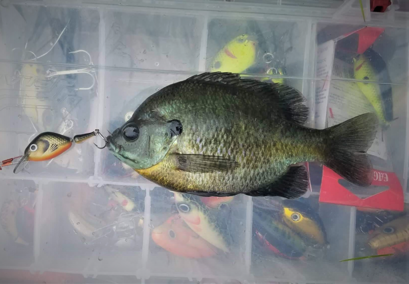 A3 bgi bluegill