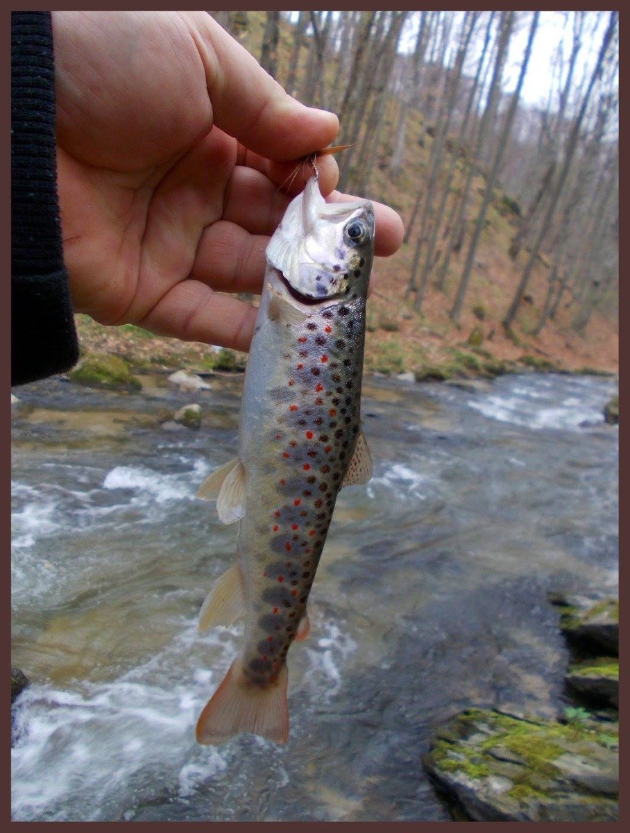 jastrebac trout 1